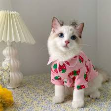 clothes-cat